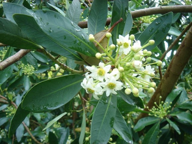 Drimys winteri 2